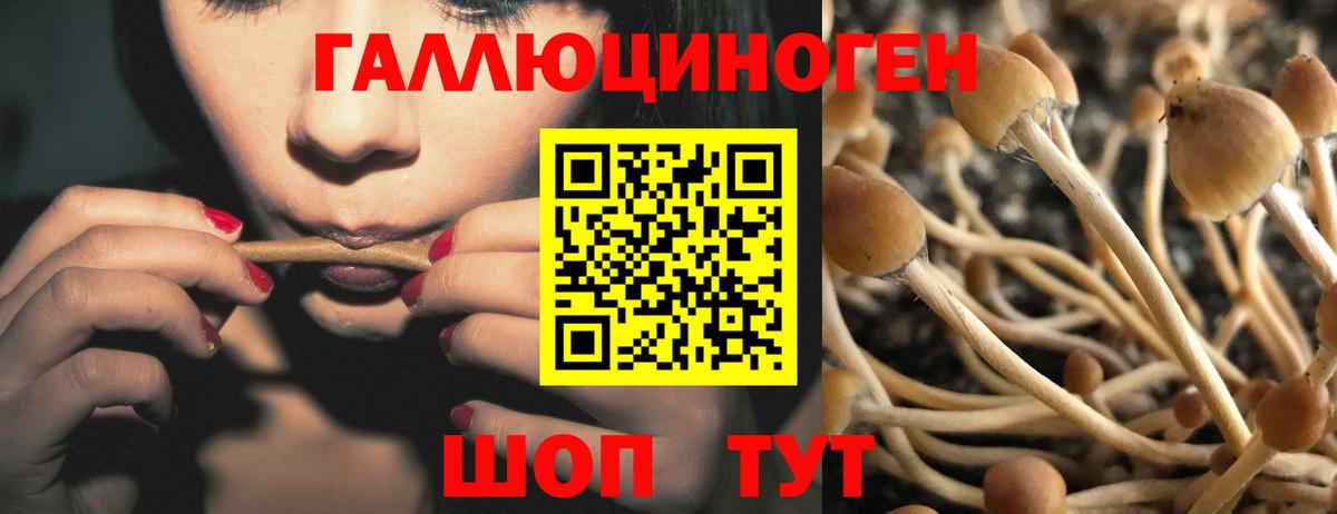 Галлюциногенные грибы Psilocybe  Вход с VPN  Нарткала  как найти закладки  Галлюциногенные грибы Psilocybe 
